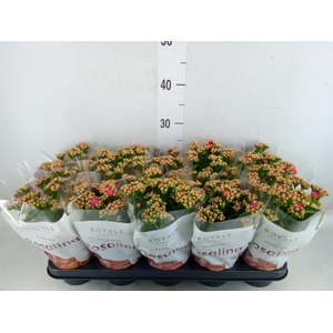 Kalanchoe blos. 'RosDon Nando'