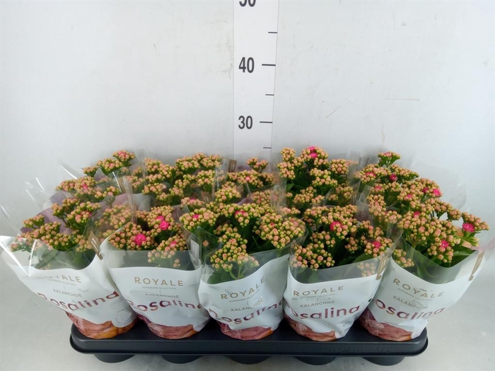 <h4>Kalanchoe blos. 'RosDon Nando'</h4>