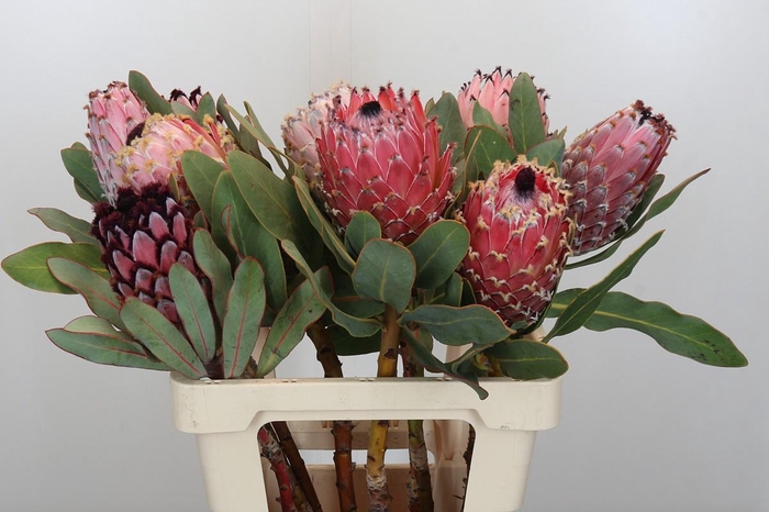 <h4>Protea Barbigera Air</h4>