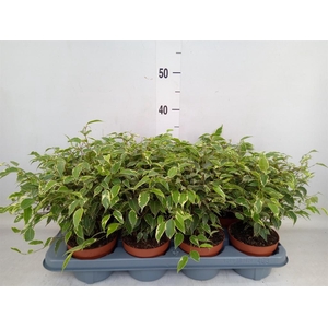 Ficus benja. 'Kinky'