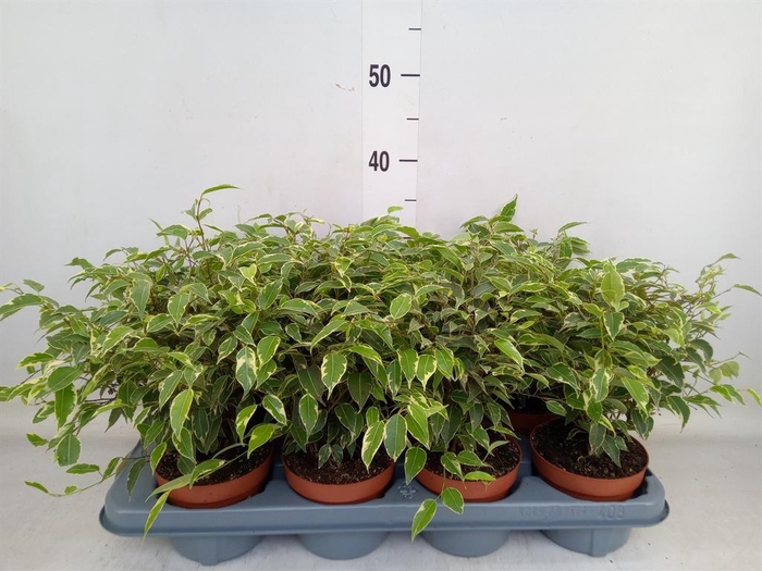 <h4>Ficus benja. 'Kinky'</h4>