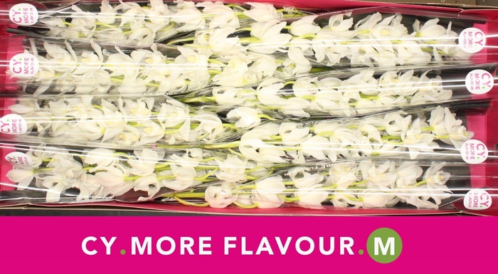 <h4>Mini cymbidium 'Snow Blossom' 70 cm</h4>