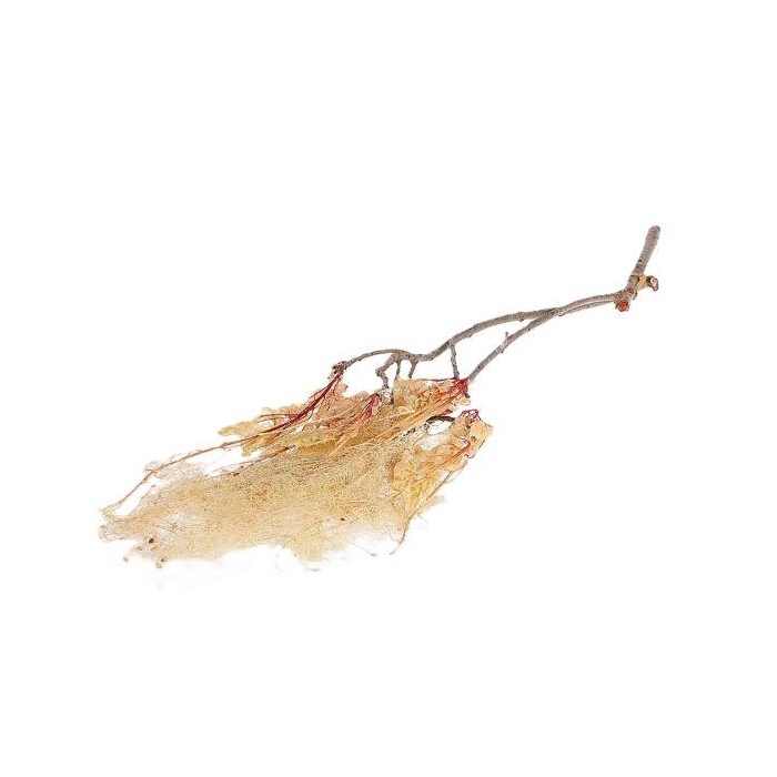 <h4>Bunch Dream Grass Pres.2pcs L70</h4>