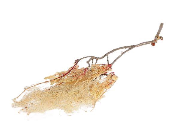 Bunch Dream Grass Pres.2pcs L70