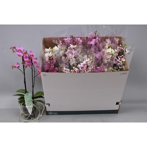 PHAL MF GEM 5 KL