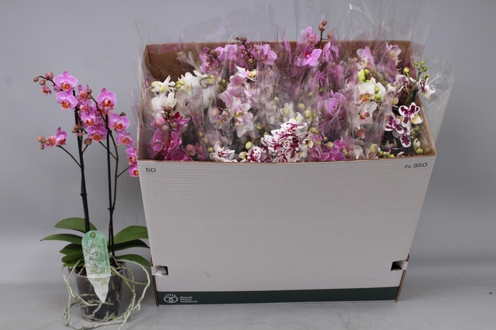 <h4>PHAL MF GEM 5 KL</h4>