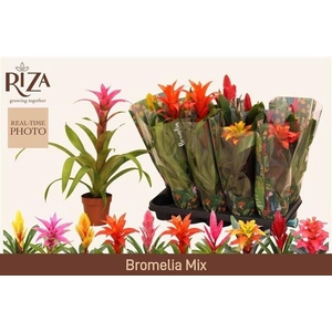 BROMELIA GEM 6 SRT