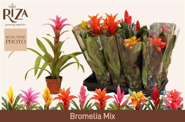 <h4>BROMELIA GEM 6 SRT</h4>