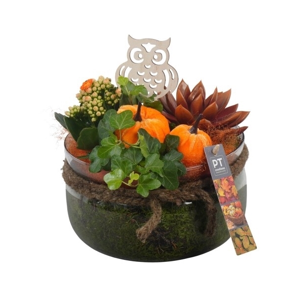 <h4>PTHG3340 Arrangement Autumn Glass in glas schaal</h4>