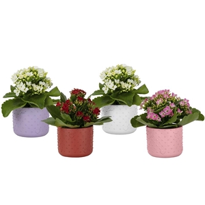 KALANCHOE BLOSSF P6  FOREVER LOVE