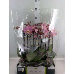 Phalaenopsis  'Ant Padova'