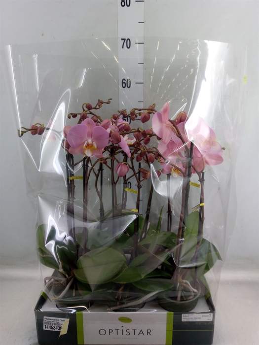 <h4>Phalaenopsis  'Ant Padova'</h4>