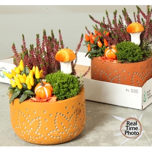 ARR TUINPLANTEN