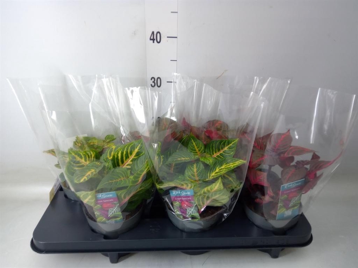 <h4>Iresine herbstii</h4>