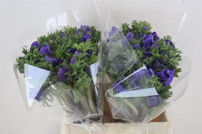 <h4>Anem Mistral Blue</h4>