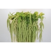 Amaranthus caudatus 'Viridis'