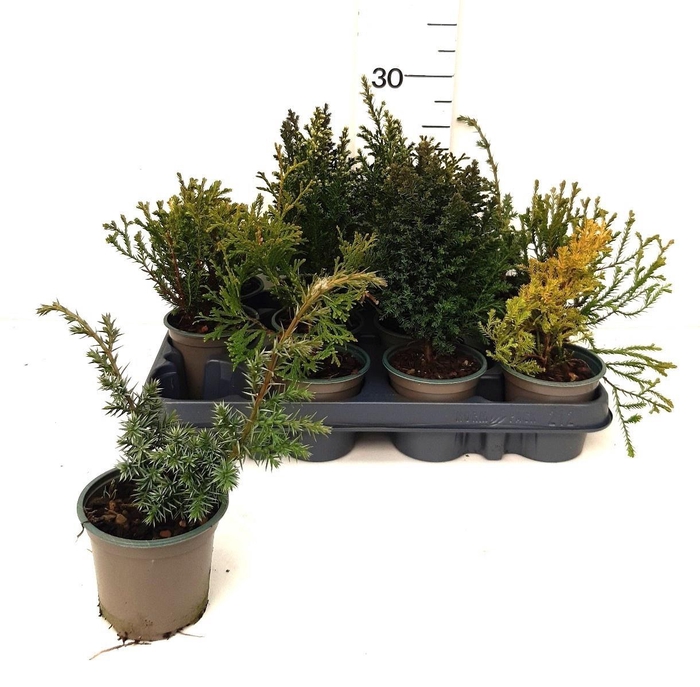 <h4>!! PROMO !! CONIFEREN MIX P9</h4>