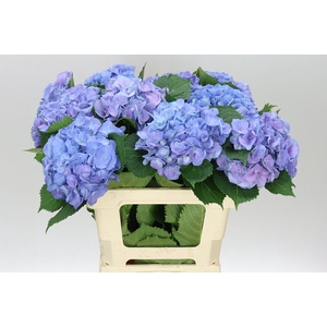 Hyd Elbtal Blue