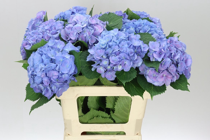<h4>Hyd Elbtal Blue</h4>