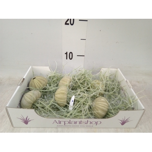 Tillandsia usneoides