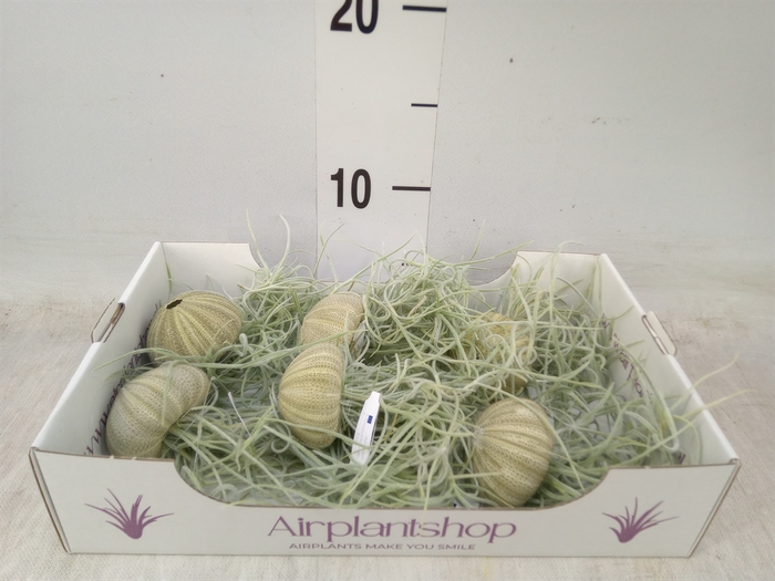 <h4>Tillandsia usneoides</h4>