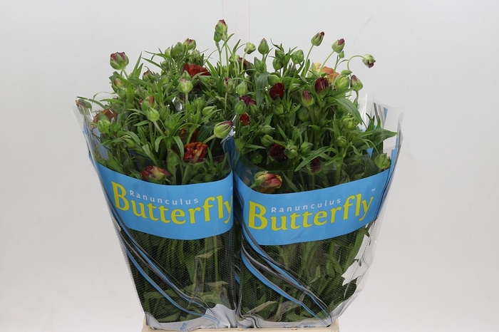 <h4>Ranunculus Butterfly Satyros</h4>