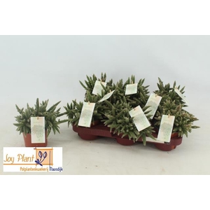 Rhipsalis baccifera (Cites) 10,5Ø 15cm