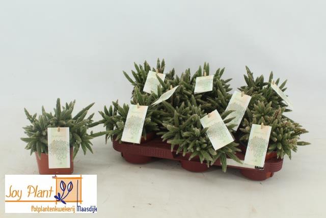 Rhipsalis baccifera (Cites) 10,5Ø 15cm