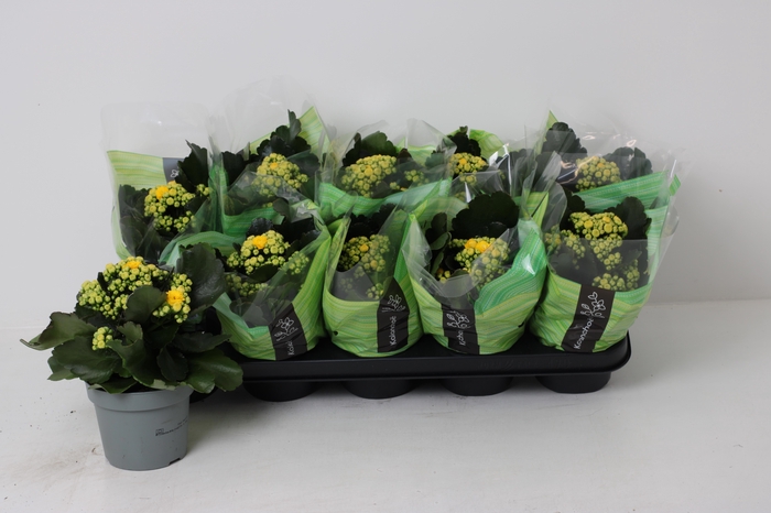 <h4>KAL GE LINDSAYQ3</h4>