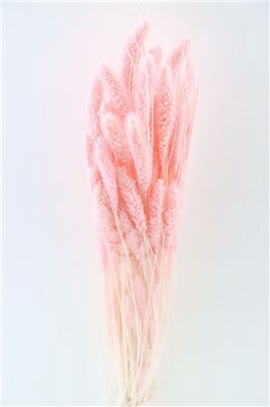 <h4>Dried Setaria L Pink Bunch</h4>