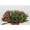 Protea Robijn
