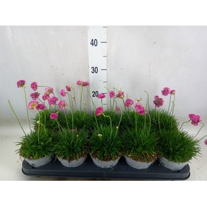 Armeria maritima