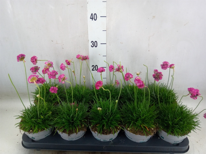 <h4>Armeria maritima</h4>