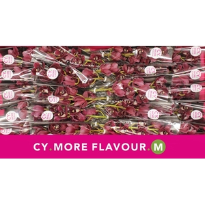 Mini cymbidium 'Howard Robin' 40 cm