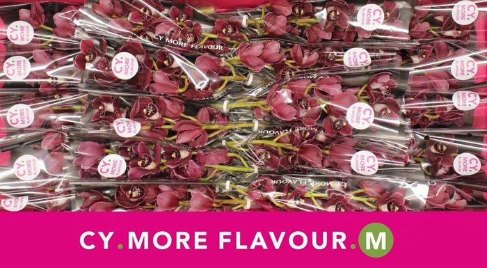 <h4>Mini cymbidium 'Howard Robin' 40 cm</h4>