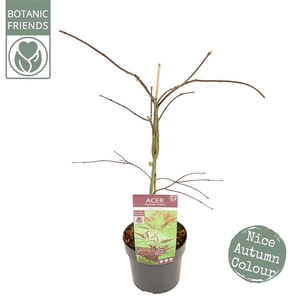 Acer palm. 'Inaba-shidare' PREMIUM