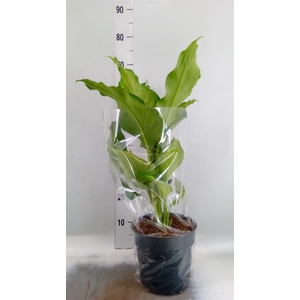 Dieffenbachia