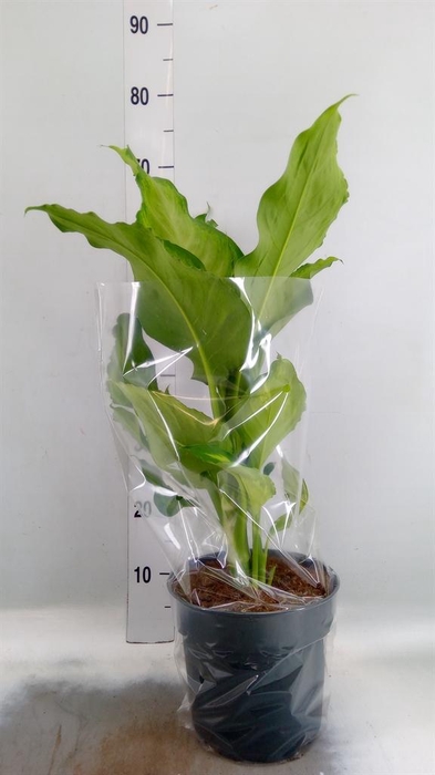 <h4>Dieffenbachia</h4>