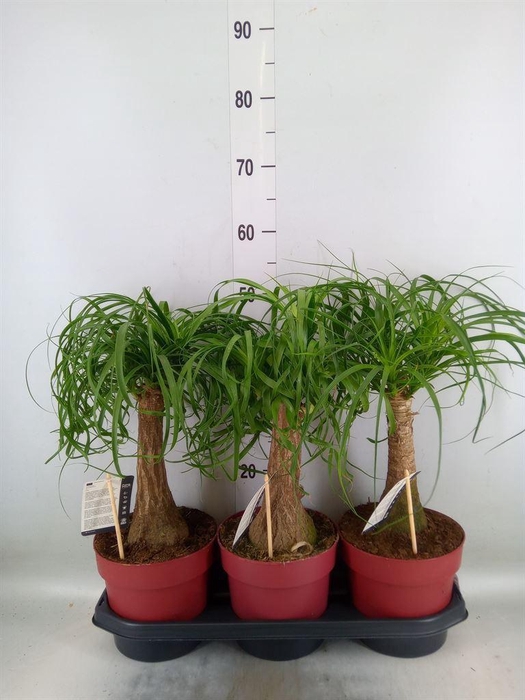 <h4>Beaucarnea recurvata</h4>