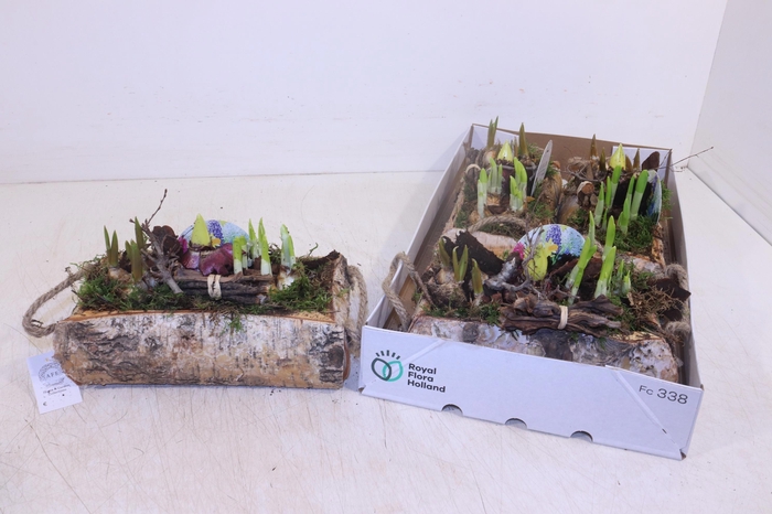 <h4>ARR BOL KNOLGEWAS</h4>