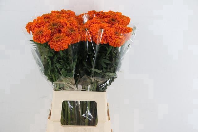 <h4>TAG E PROMISE ORANGE</h4>