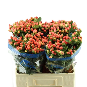 Hypericum Mag. Royal Princess Orca