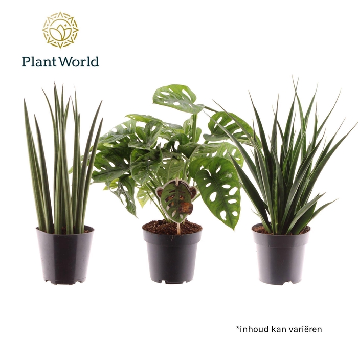 <h4>Kamerplanten gem. groen 3 soorten</h4>