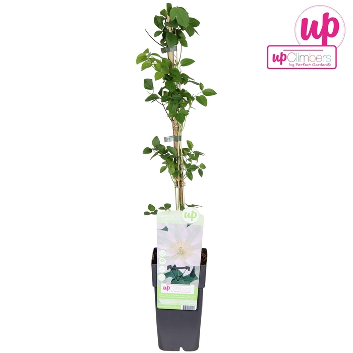 <h4>Clematis Guernsey Cre</h4>