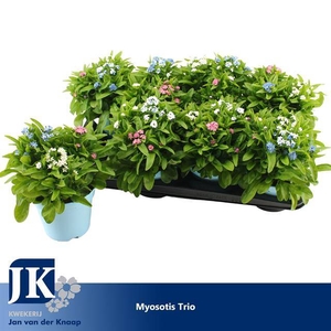 Myosotis (forget-me-not) 14Ø 25cm