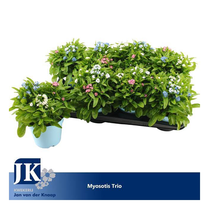 <h4>Myosotis (forget-me-not) 14Ø 25cm</h4>