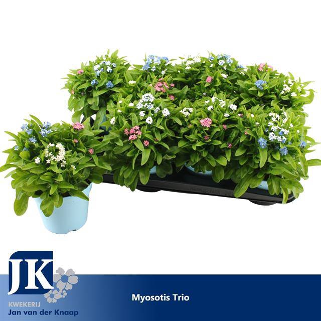 Myosotis (forget-me-not) 14Ø 25cm