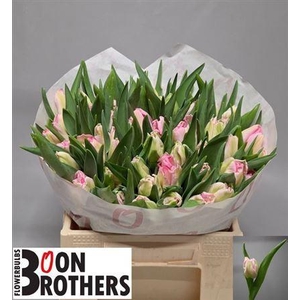 Tu Pa Zambesi Nice!!