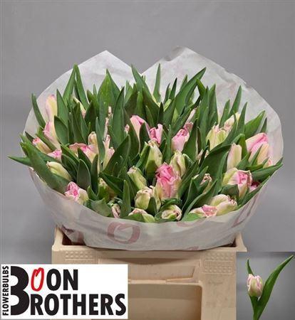 <h4>Tu Pa Zambesi Nice!!</h4>