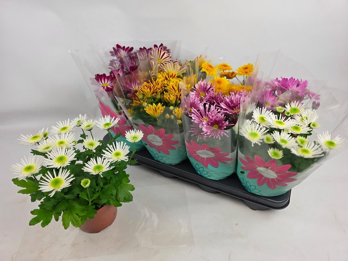 <h4>CHRYS GEM 7 KL</h4>